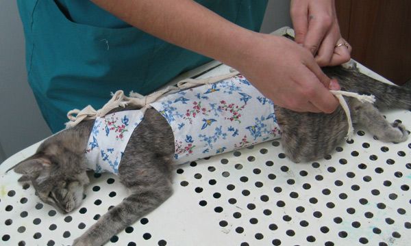 Выкройка попоны для кошки после стерилизации с размерами