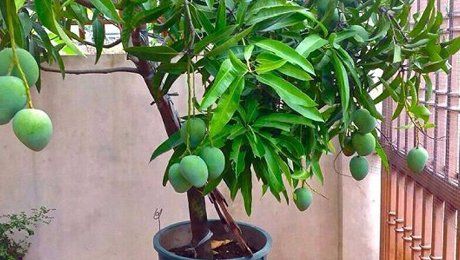 Выращиваем манго в домашних условиях из косточки