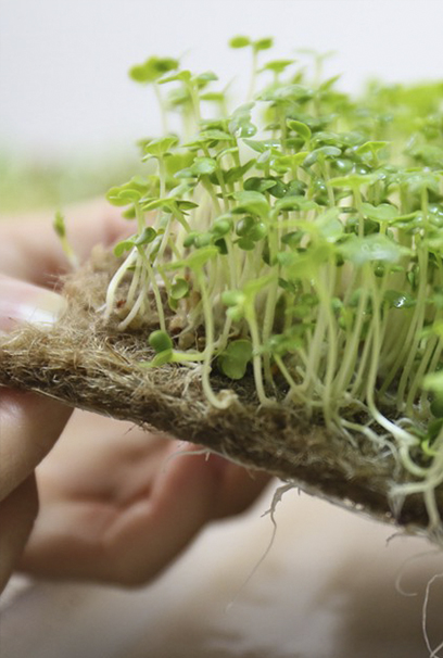 Выращиваем микрозелень на коврике в домашних условиях
