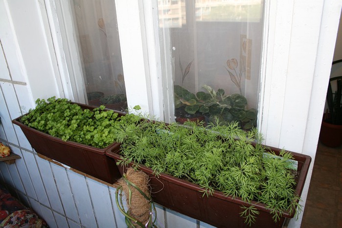 Выращиваем укроп на подоконнике: семена и уход