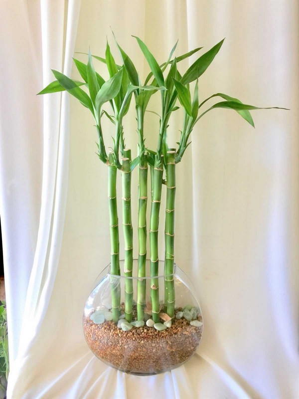 Выращивание бамбука в домашних условиях: советы и хитрости