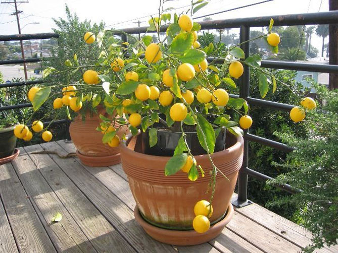 Вырастет ли плодоносный лимон из косточки?